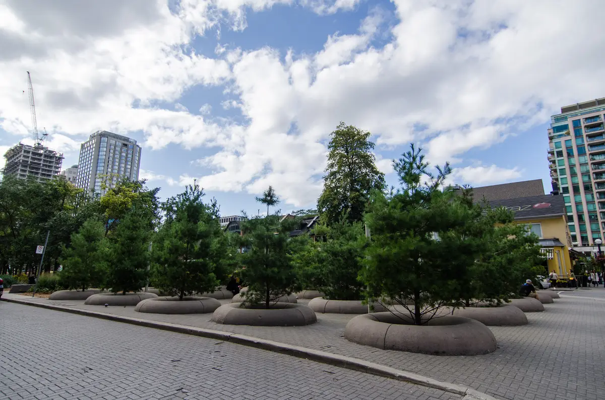 Round planters with young trees in Village of Yorkville Park, with a yellow building and glass towers behind