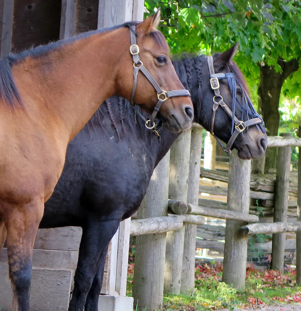Two horses wearing halters look over a wooden fence at Riverdale Farm