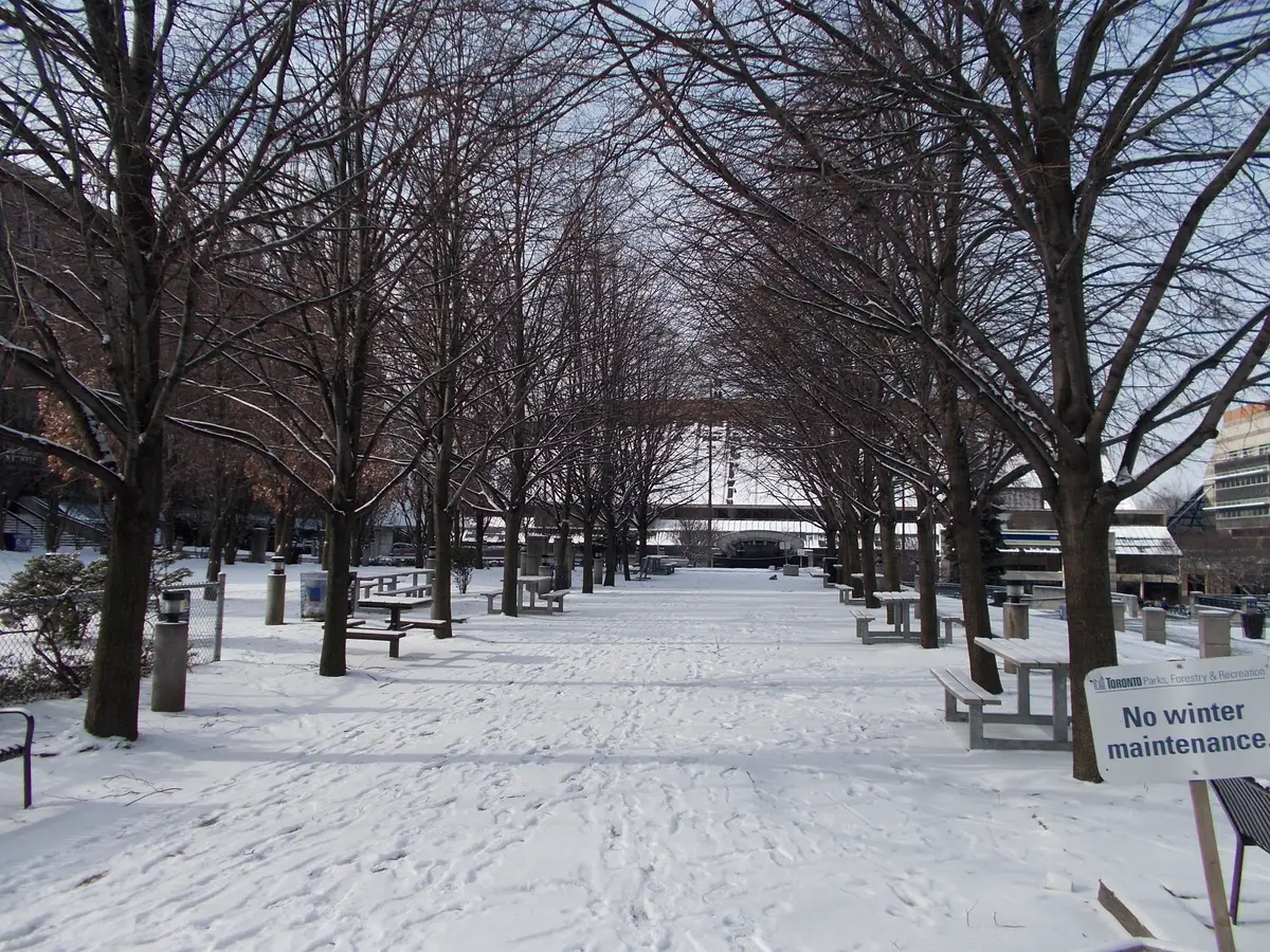 Snow on a tree-lined promenade with picnic tables at Mel Lastman Square