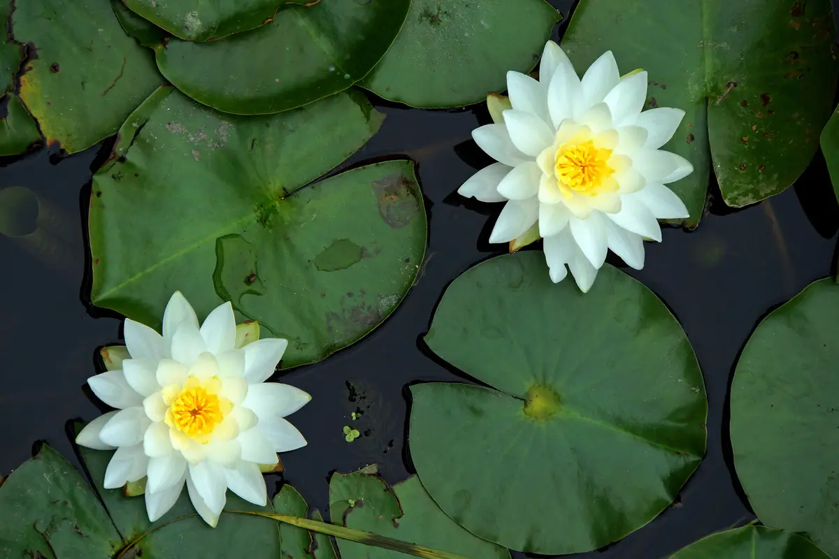 White water lilies and round green leaves floating on dark water