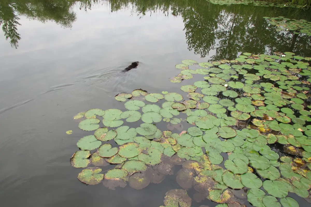 A pond with a field of lily pads on dark water, with a small animal swimming near the edge and trees reflected in the surface