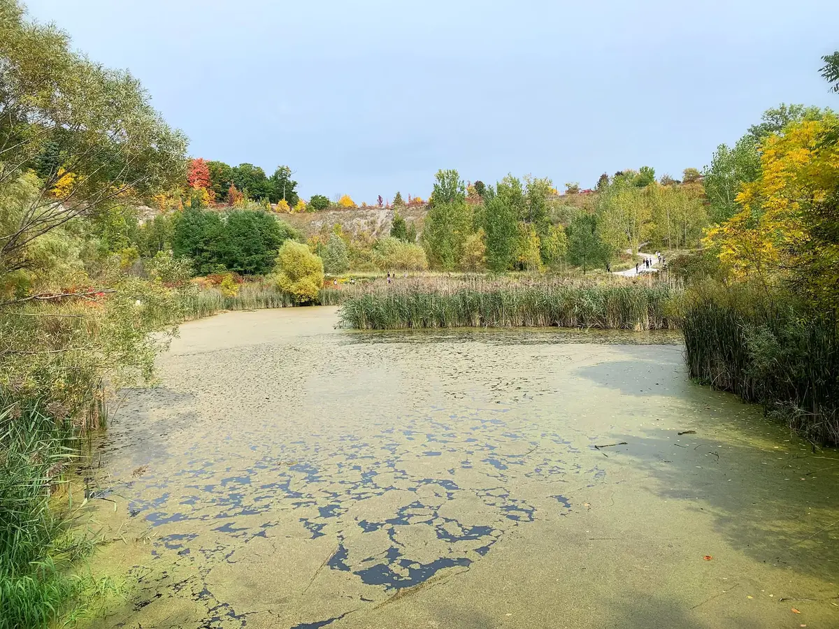 A shallow pond with reeds and a greenish film on the water, with a pale rock face, autumn trees and a path in the distance
