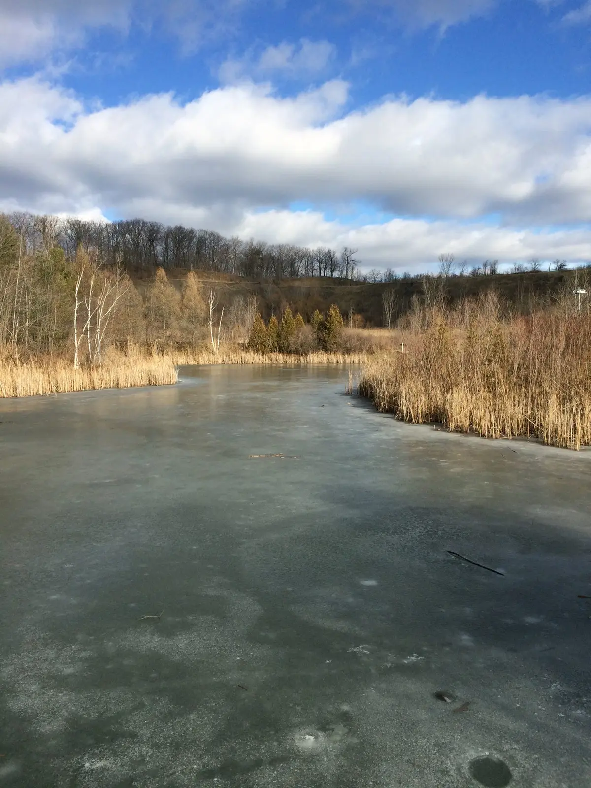 A frozen pond edged with golden reeds under a blue sky at Don Valley Brick Works Park