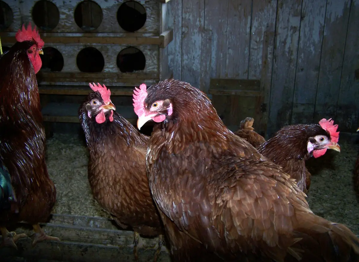Brown hens and a rooster inside a wooden barn.