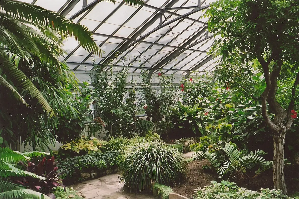 Palms, ferns and flowering shrubs under a glass roof inside the Allan Gardens Conservatory