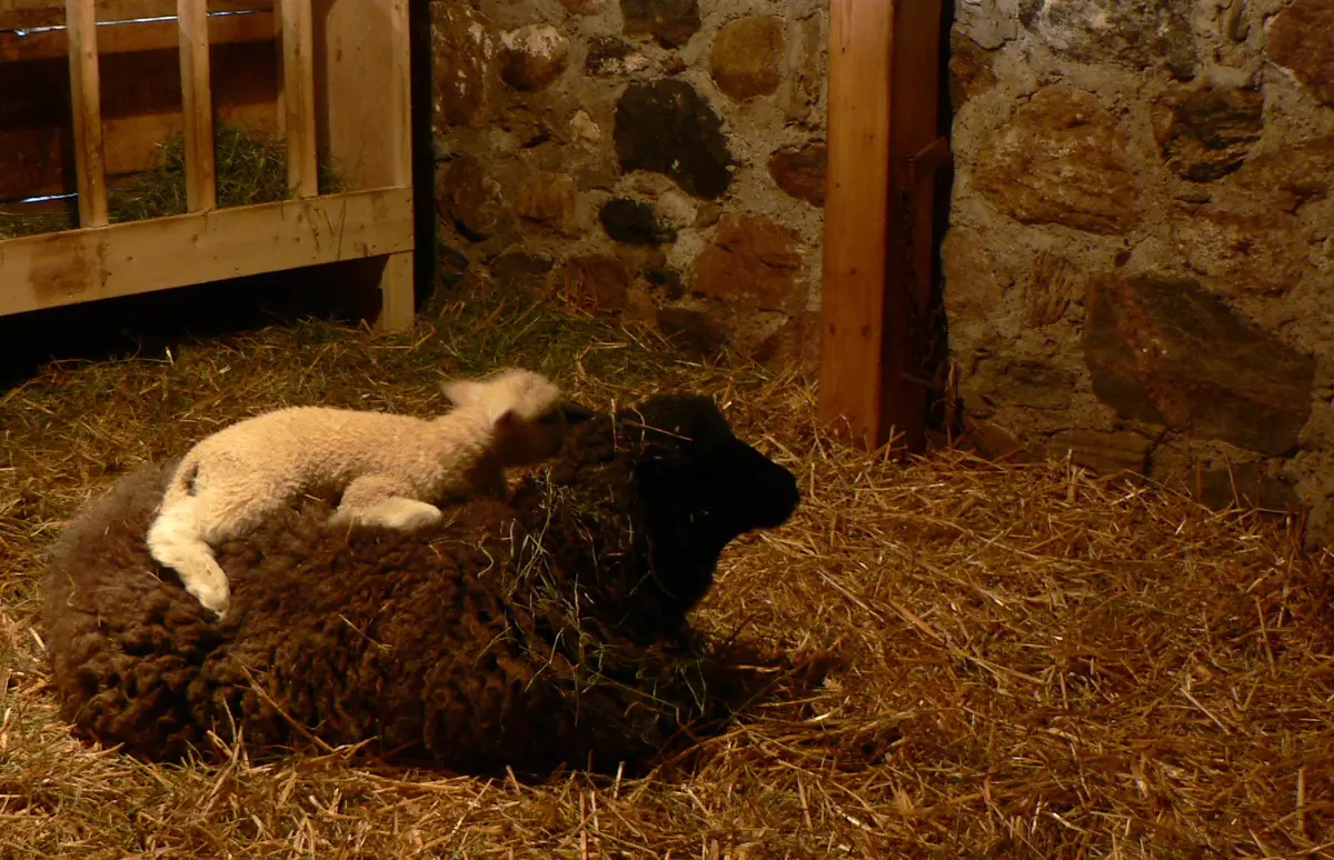 A small cream lamb resting on the back of a dark sheep lying in straw beside a stone wall