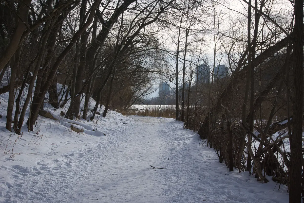 A snow-covered trail through bare trees with towers in the distance