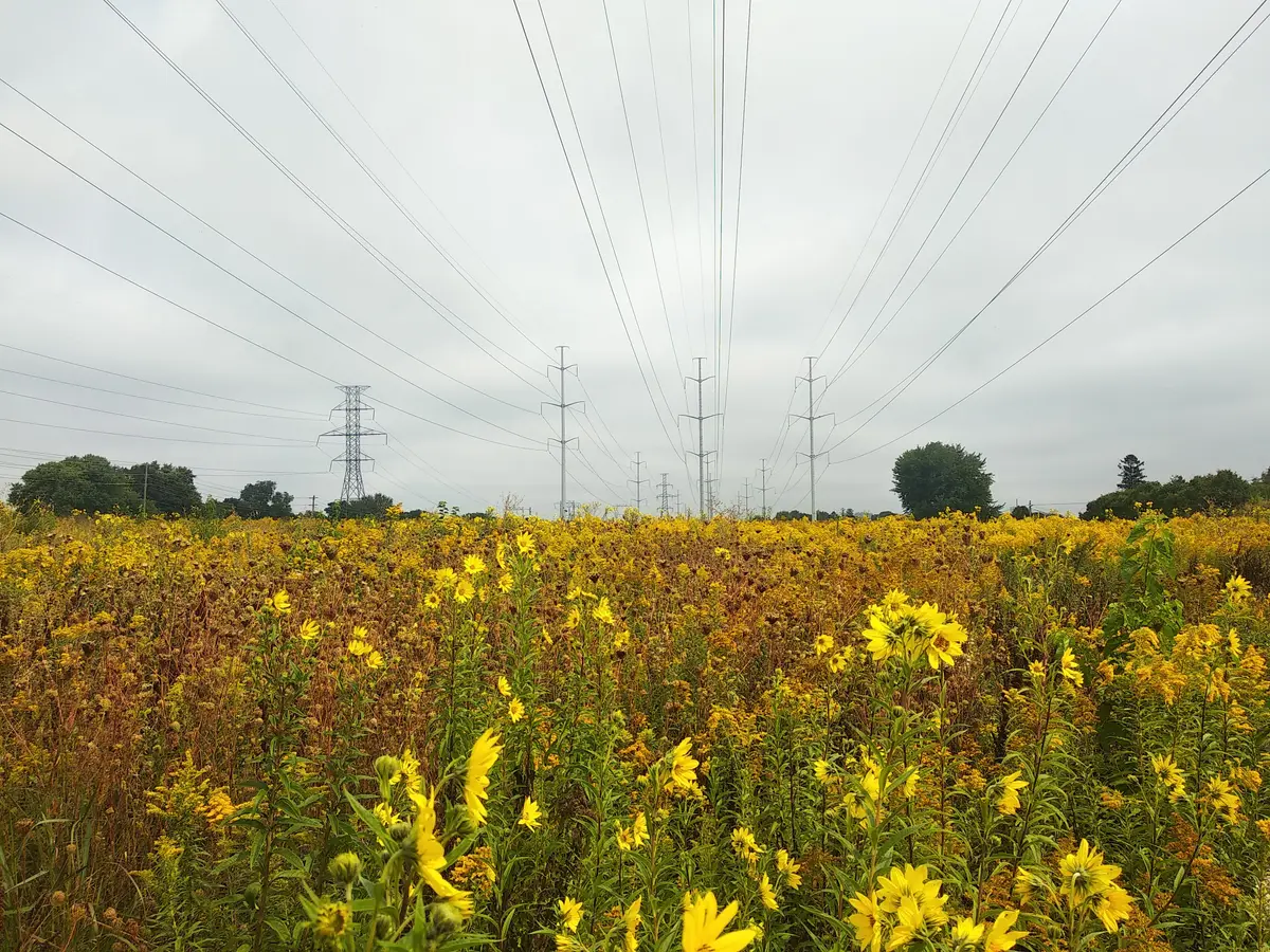 Yellow wildflowers in a meadow beneath rows of hydro towers and power lines.