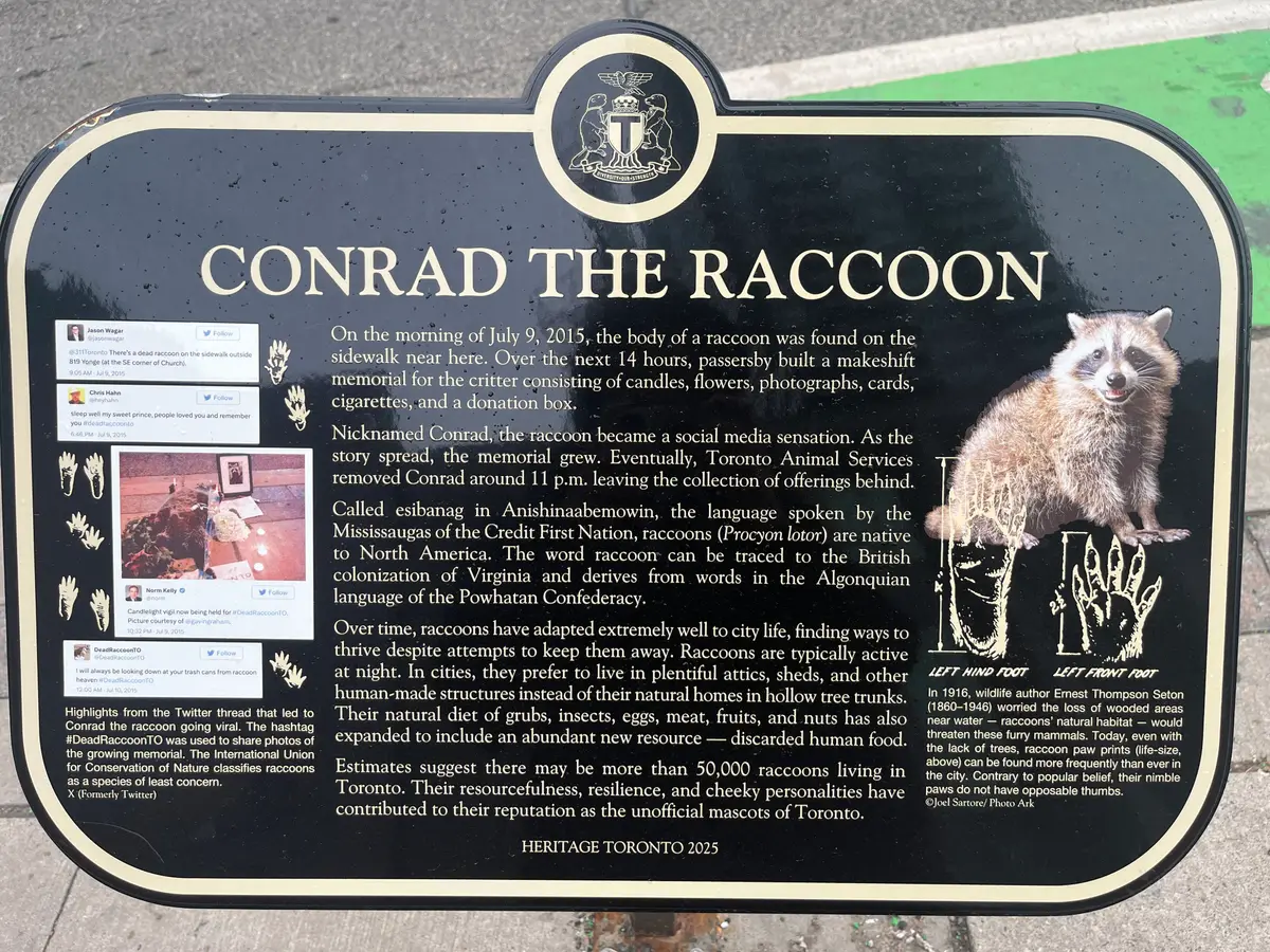 Heritage Toronto's Conrad the Raccoon plaque, with a raccoon picture, paw prints and printed social media posts