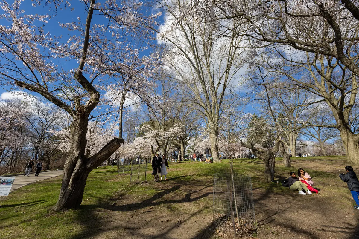 Cherry trees in bloom on a grassy slope, with people spread across the lawn and bare branches above.