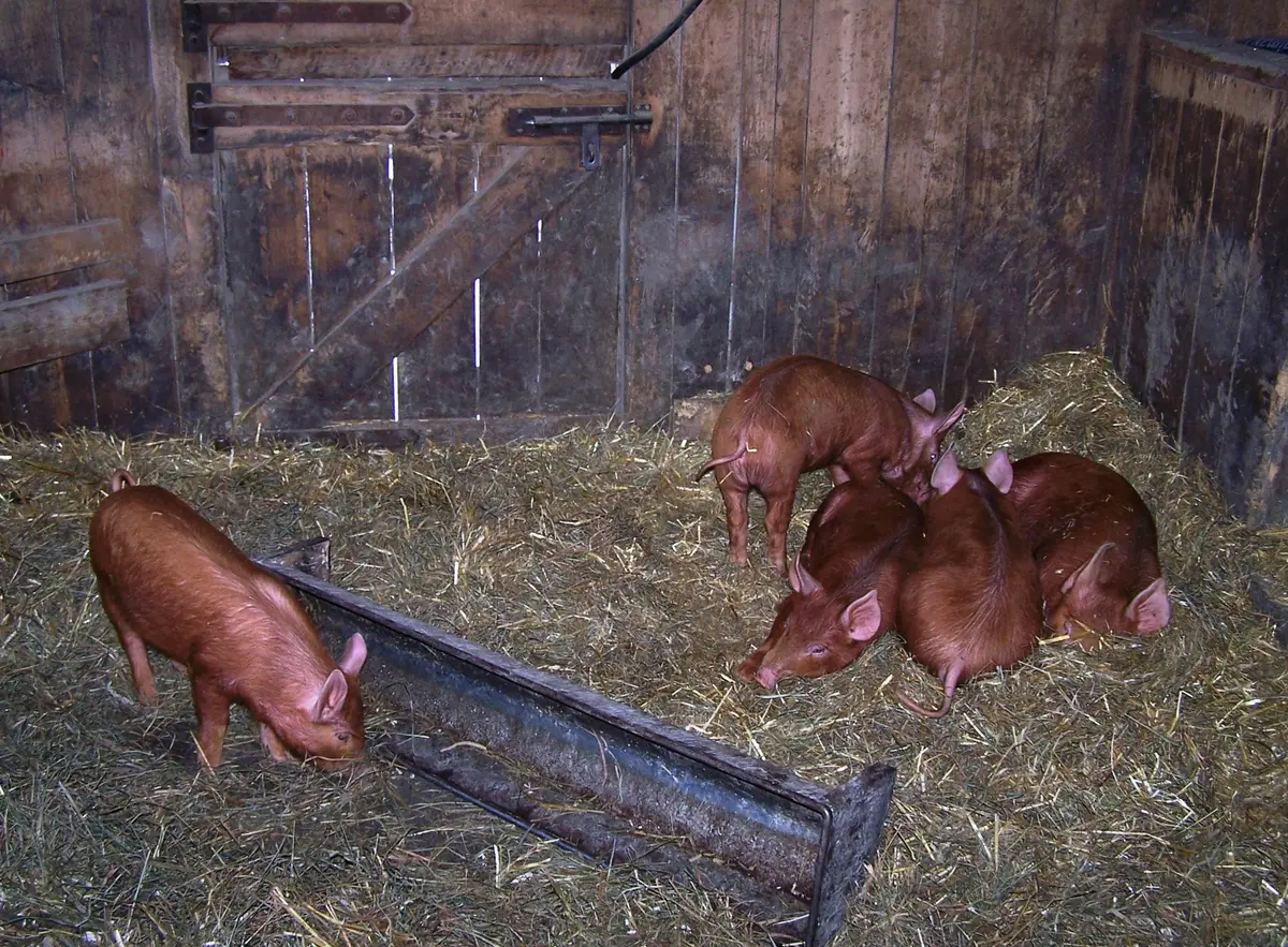 Pigs lying and feeding in straw beside a feeding trough, with weathered wooden walls behind them