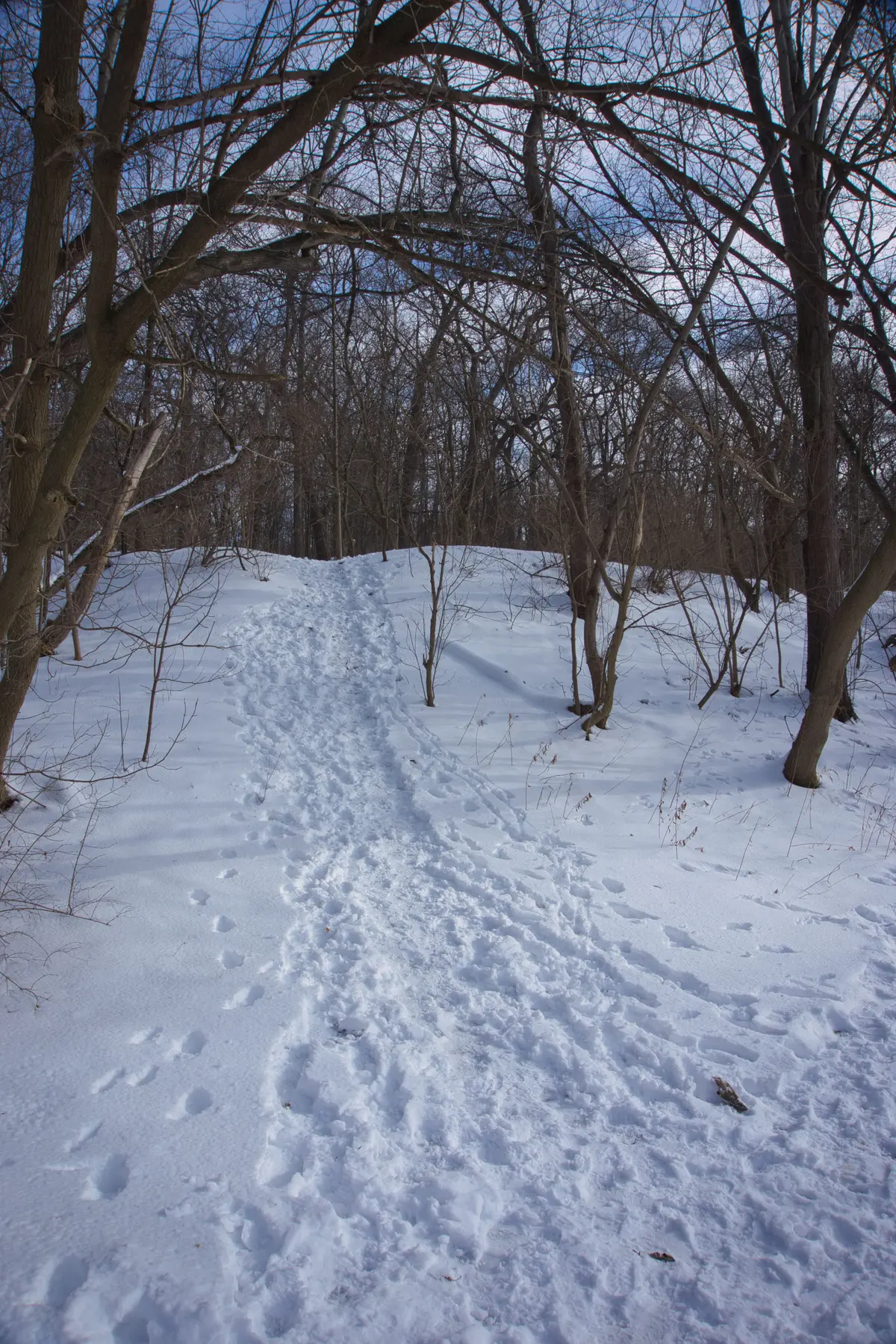 A snow-covered trail climbs a hill in High Park between bare trees