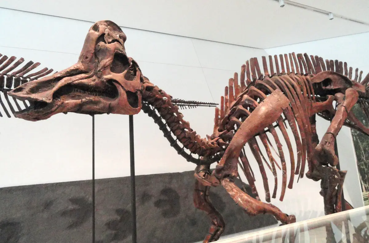 A mounted dinosaur skeleton with a crested skull in a museum gallery