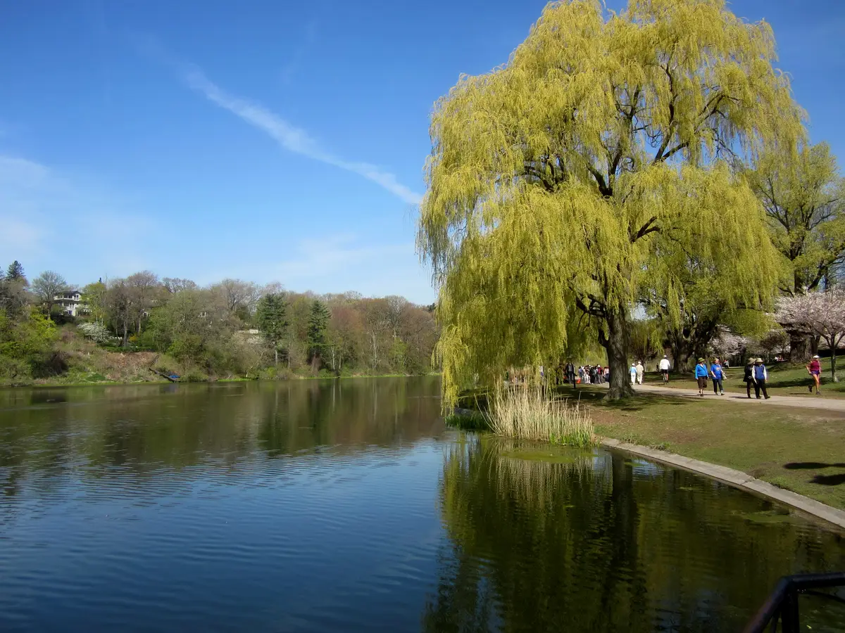 A large weeping willow in spring leaf beside Grenadier Pond, with walkers on the shore path and wooded slopes across the water