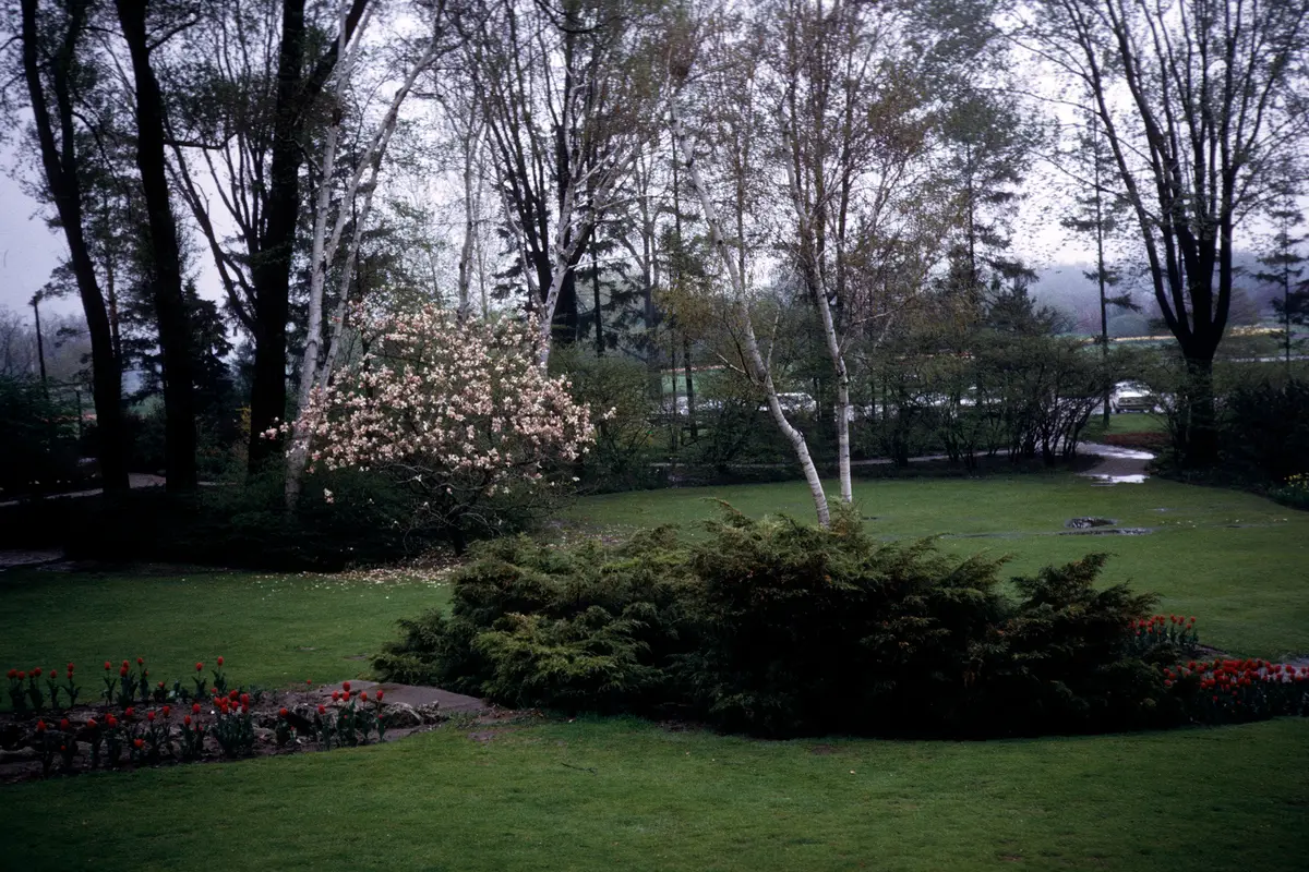 A lawn with a flowering magnolia, white birch trees and a row of red tulips in a park garden