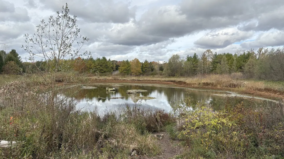 A pond beside the Cedar Trail in Rouge National Urban Park