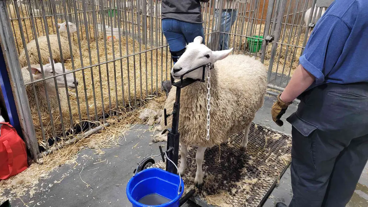 A woolly sheep held on a halter inside a pen, with a handler in a blue jacket beside it.