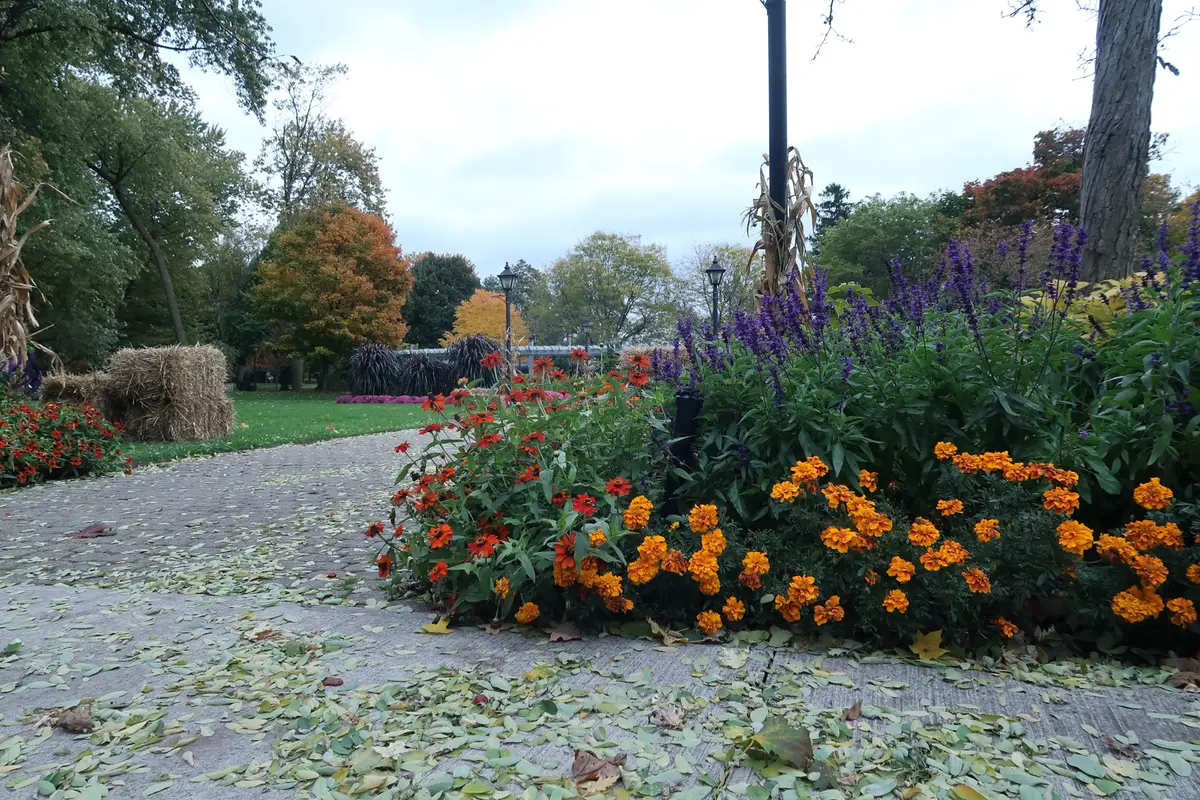 A paved garden path lined with orange and purple autumn flowers, with fallen leaves and trees beyond.