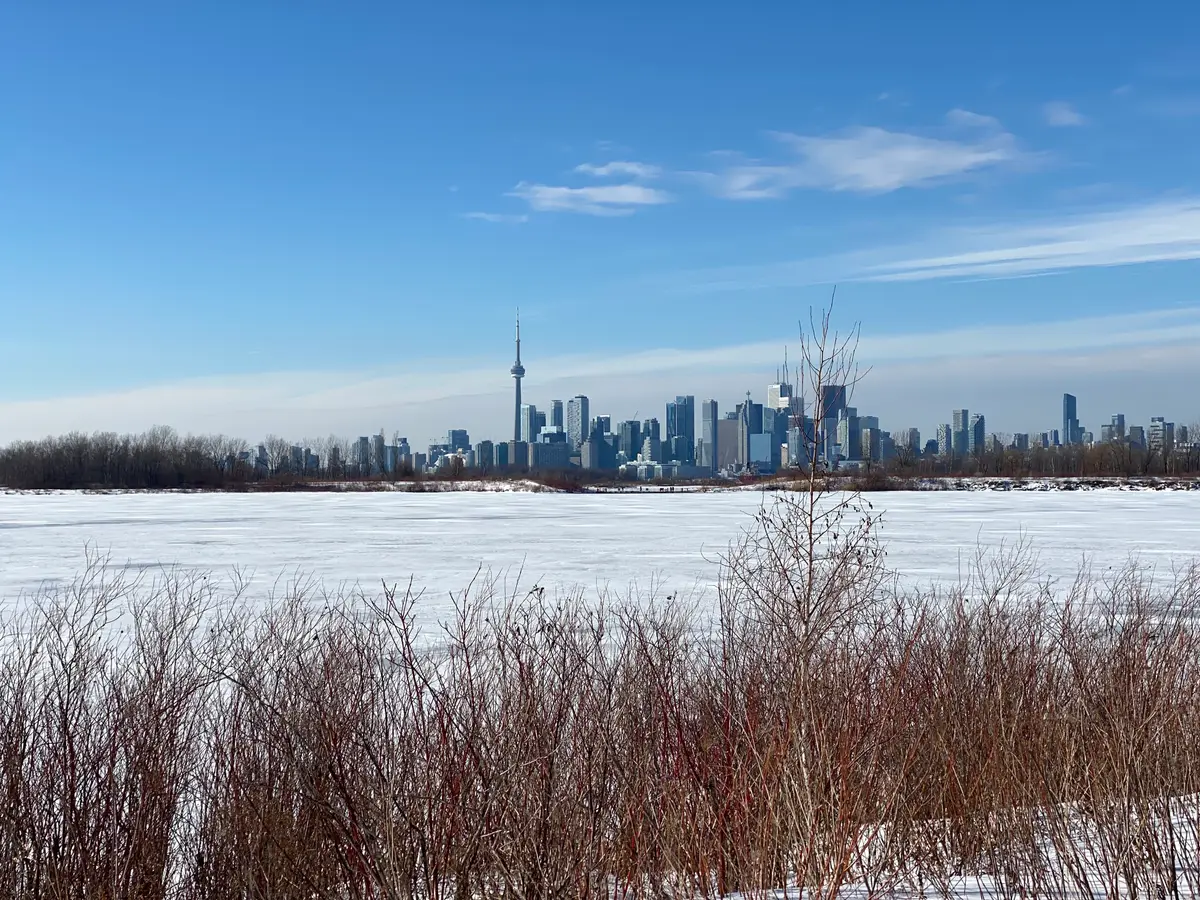 A frozen harbour channel with the downtown skyline and CN Tower across the ice, and dry shrubs in the foreground