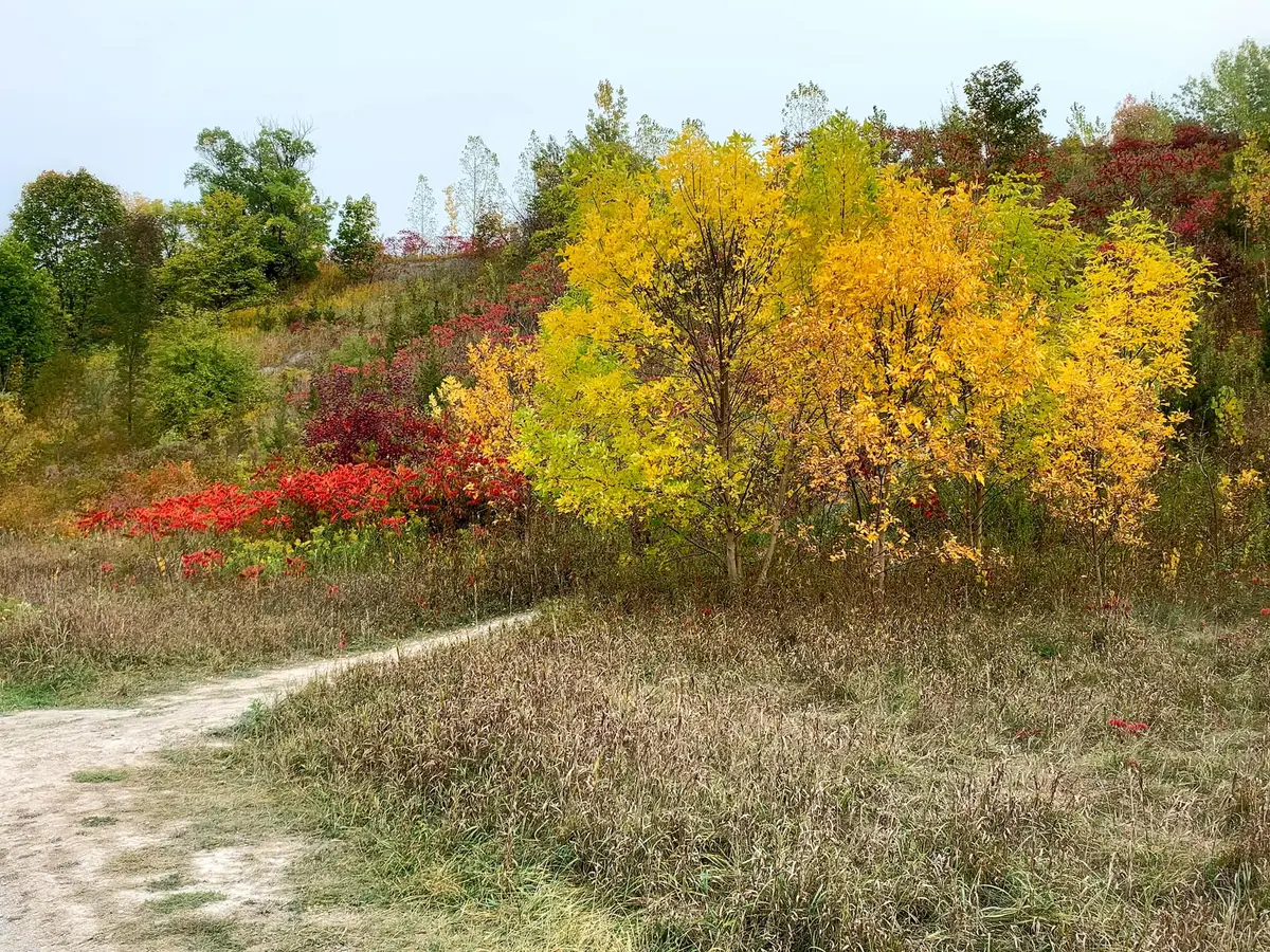 A dirt path curving through yellow, red and green autumn shrubs and trees at Don Valley Brick Works Park.