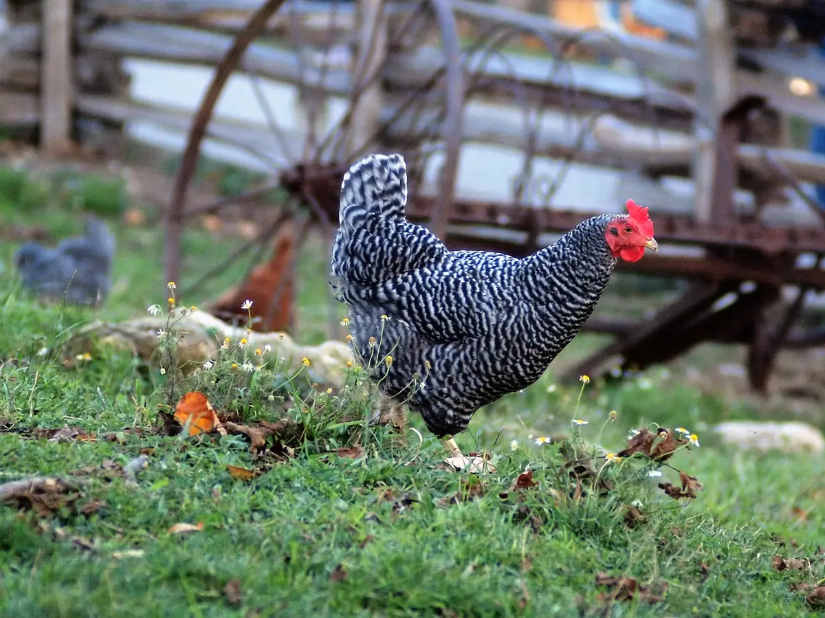 A black-and-white barred chicken picking across grass near an old farm wheel