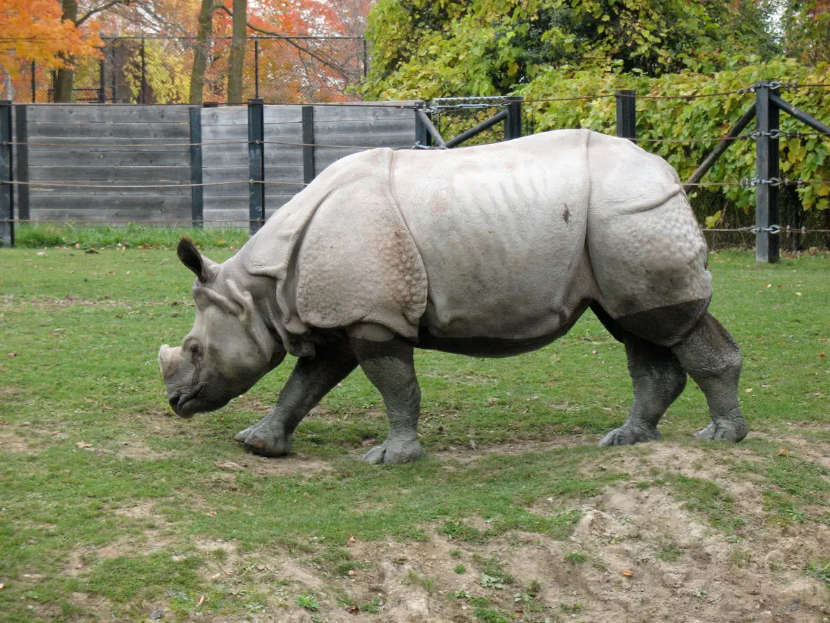 An Indian rhinoceros walking across a grassy paddock with autumn trees behind