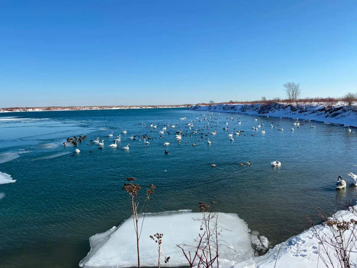 Swans and ducks gathered on open water beside the ice, with a snowy shoreline beyond.