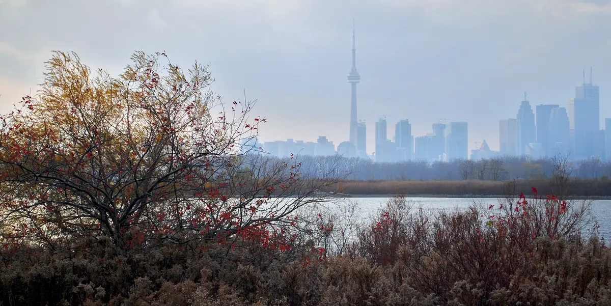 Shrubs and trees at Tommy Thompson Park, with the CN Tower and the Toronto skyline hazy across the water