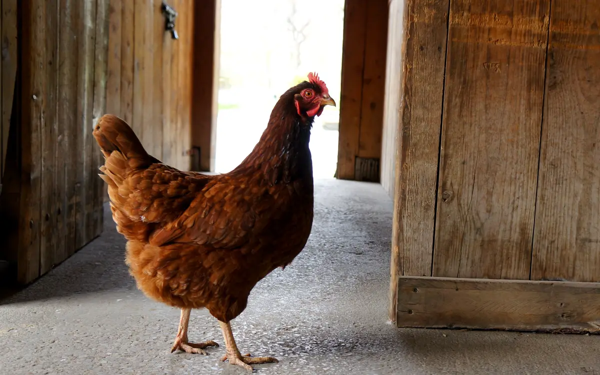 A brown hen standing in the open doorway of a weathered wooden barn.