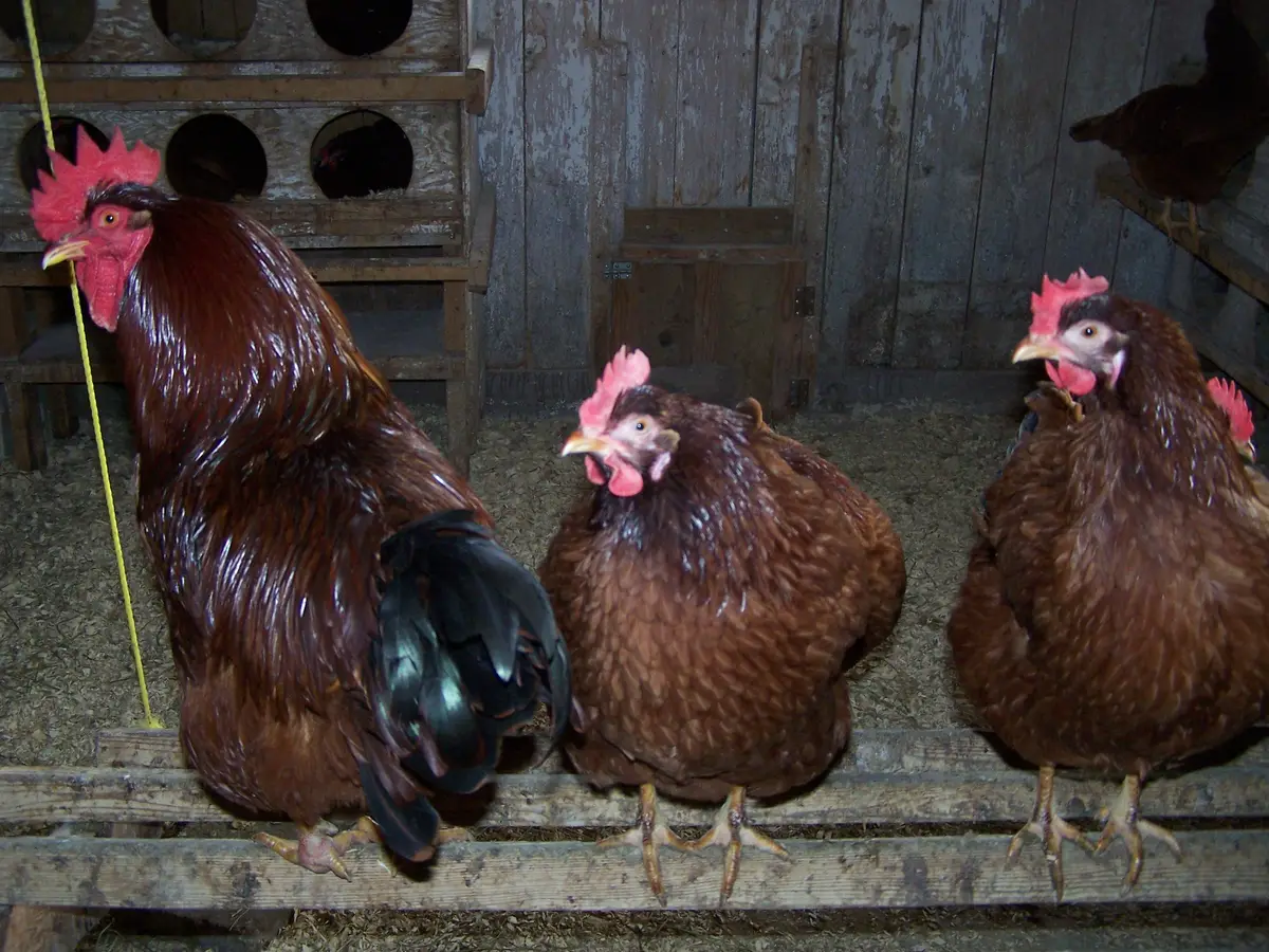 A rooster and two hens perched on a wooden roost inside a coop, with straw bedding below.