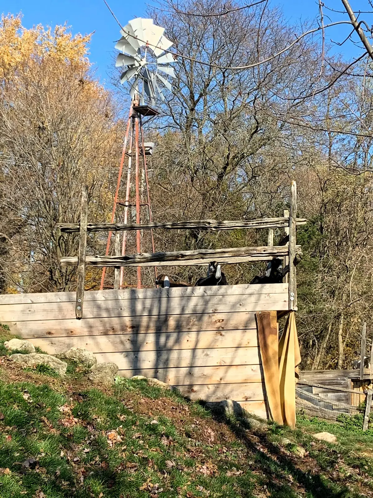 A tall metal windmill beside a weathered wooden pen on a grassy slope, with goats looking over the top rail and bare trees behind.