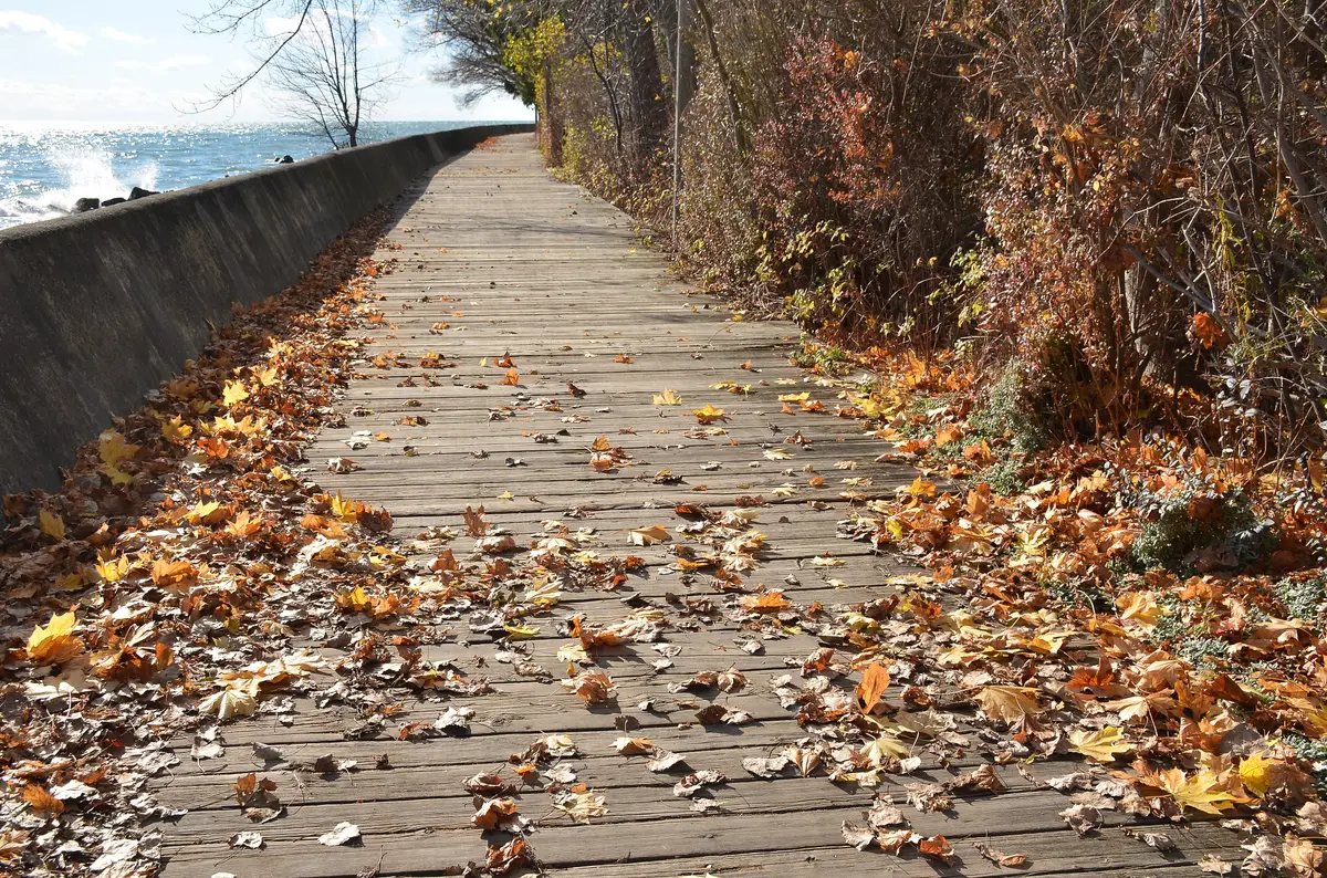A wooden boardwalk beside a stone seawall and Lake Ontario, with fallen leaves on the planks and trees on the right.