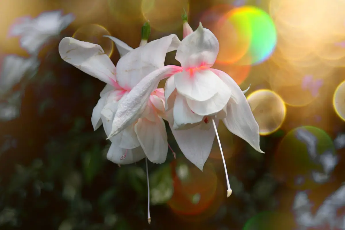 Close-up of white and pink fuchsia blooms against a soft, glowing blurred background