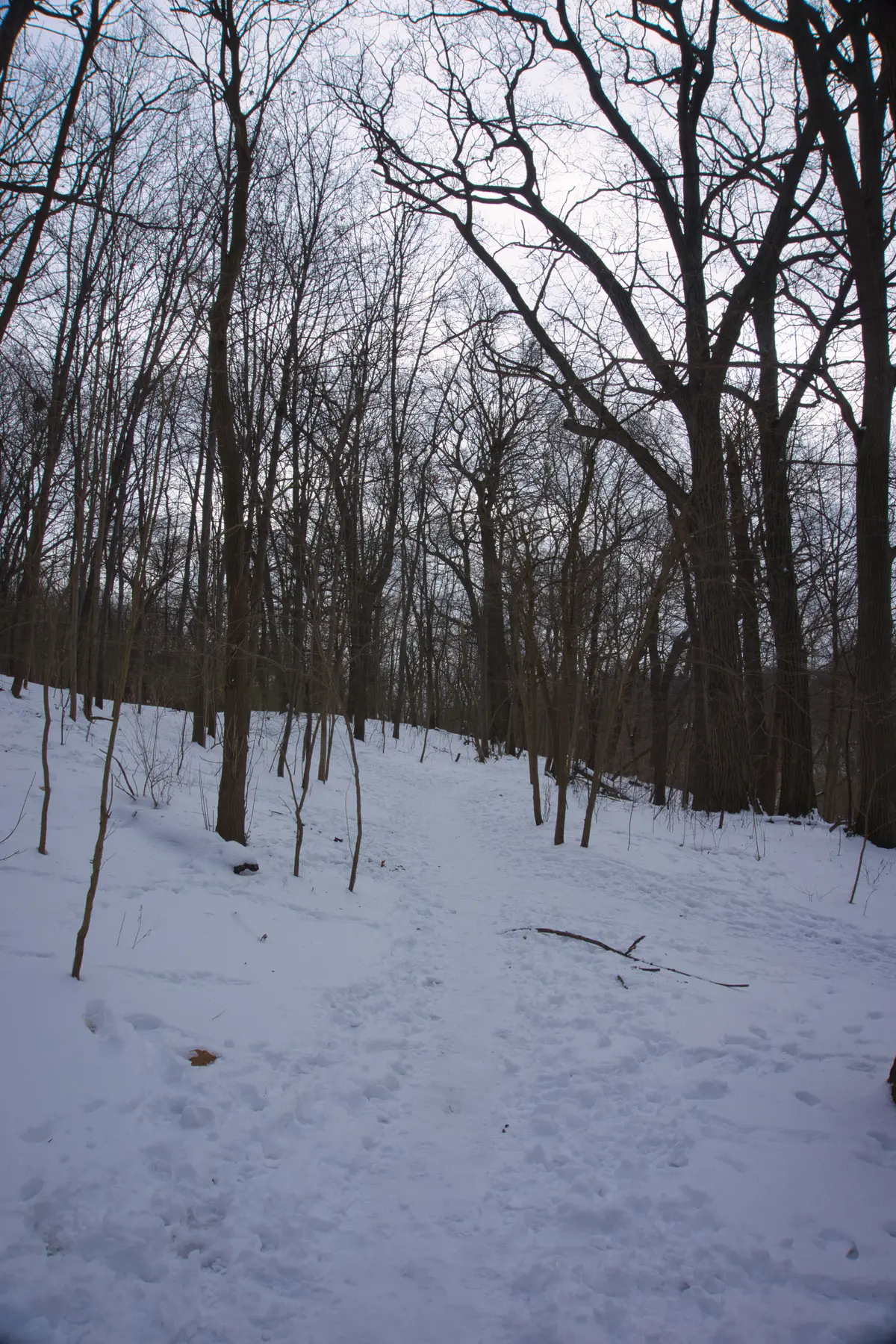 A snow-dusted forest trail running between bare trees in High Park.