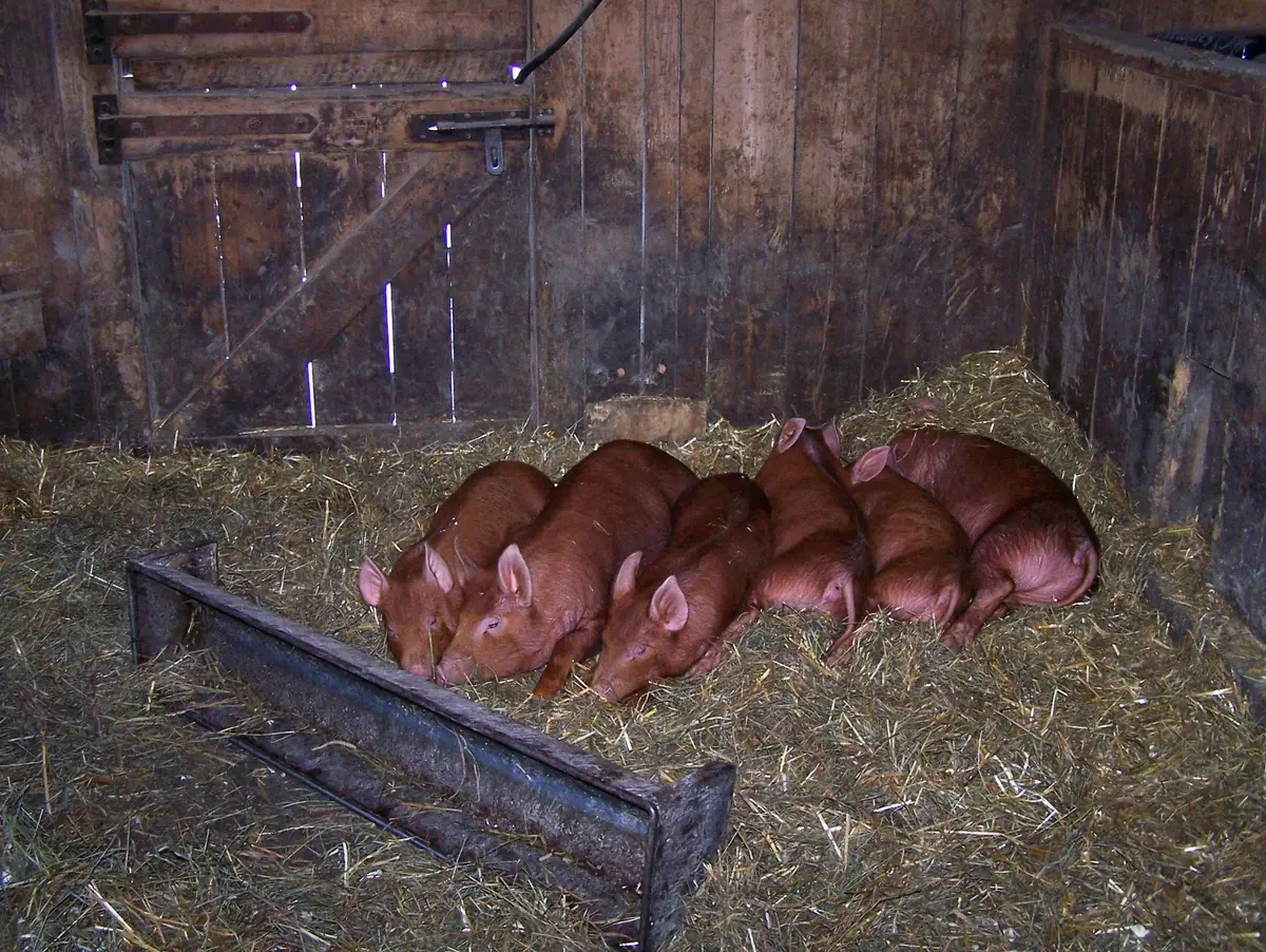 Six reddish-brown piglets asleep together in straw in a wooden barn pen