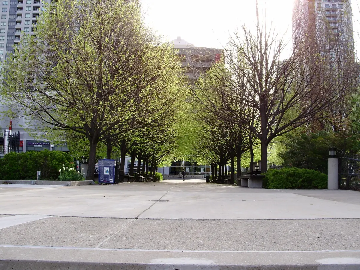 A tree-lined walkway in Mel Lastman Square, looking east toward Yonge Street.