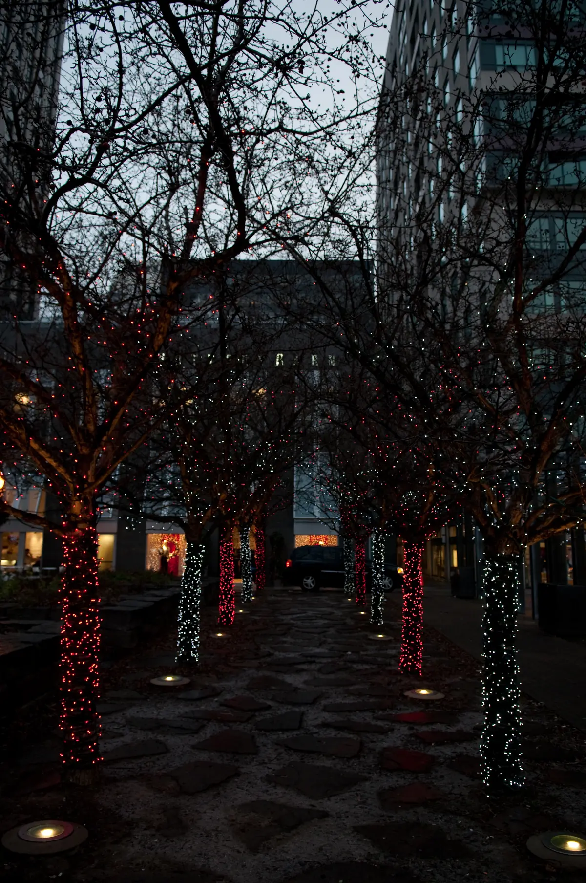 Trees wrapped in warm white and red lights lining a paved path at dusk in Yorkville.